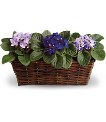 Sweet Violet Trio from Victor Mathis Florist in Louisville, KY